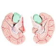 thumbnail image 1 of Loewten Human Brain Model Anatomy For Kids Neuroscience Study Skull Dedicated Mold For School Home,Human Brain Model For Neuroscience,Human Brain Model For Kids, 1 of 8