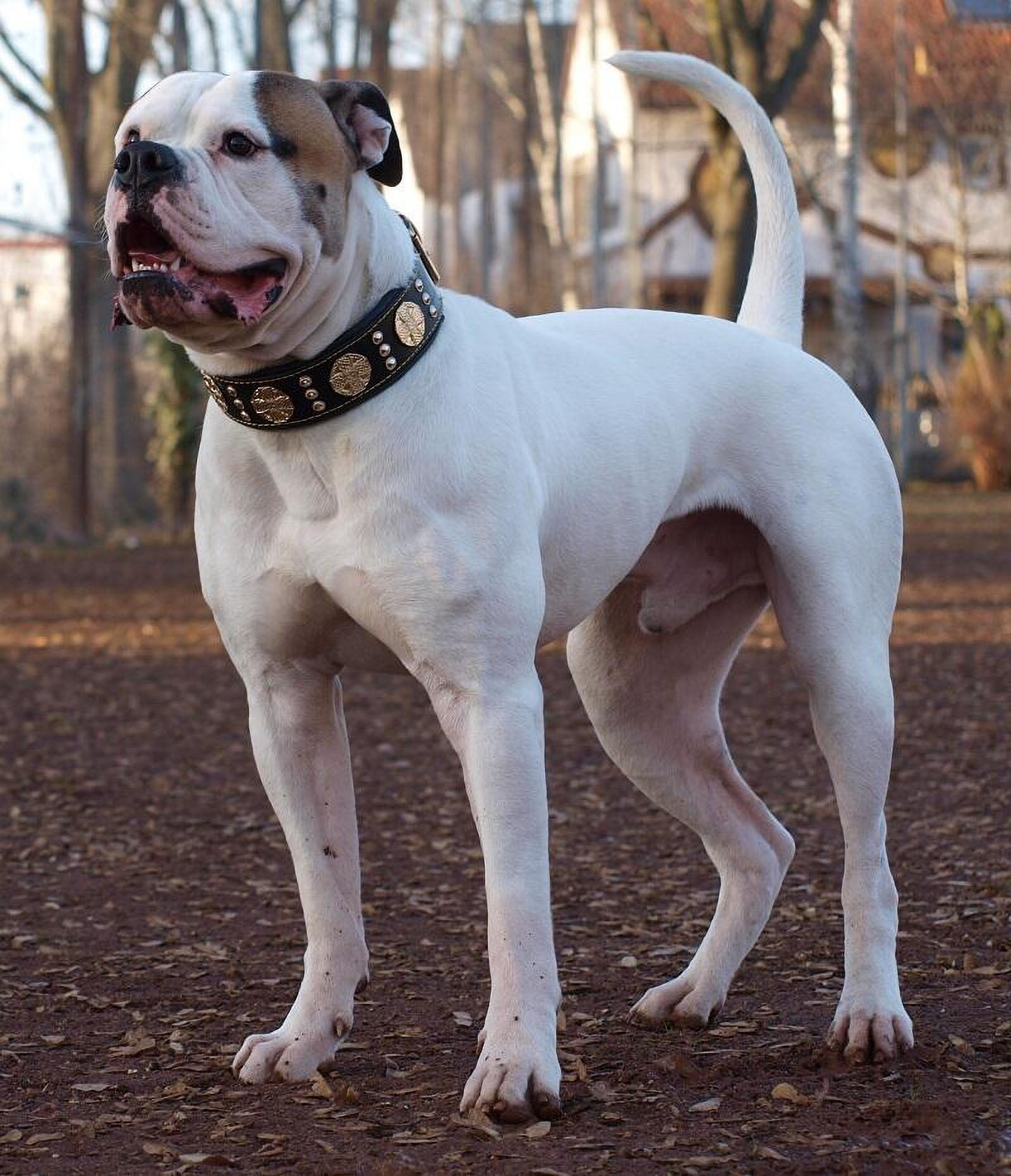 The Maximus Black/Gold Leather Dog Collar for Large Dog Breeds