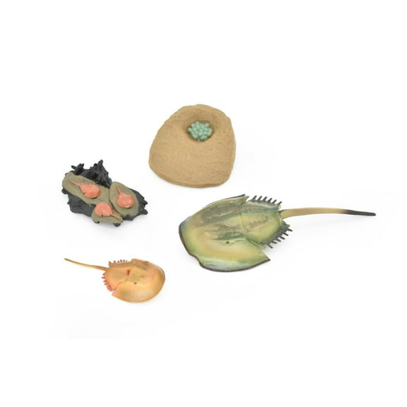 Horseshoe Crab, Learn the Horseshoe Crab Life Cycle, Very Nice Plastic Figure, Model, Realistic Replica, Educational, Figurine, Animal, Life Like, 4 Stages, 5" CH08 B231