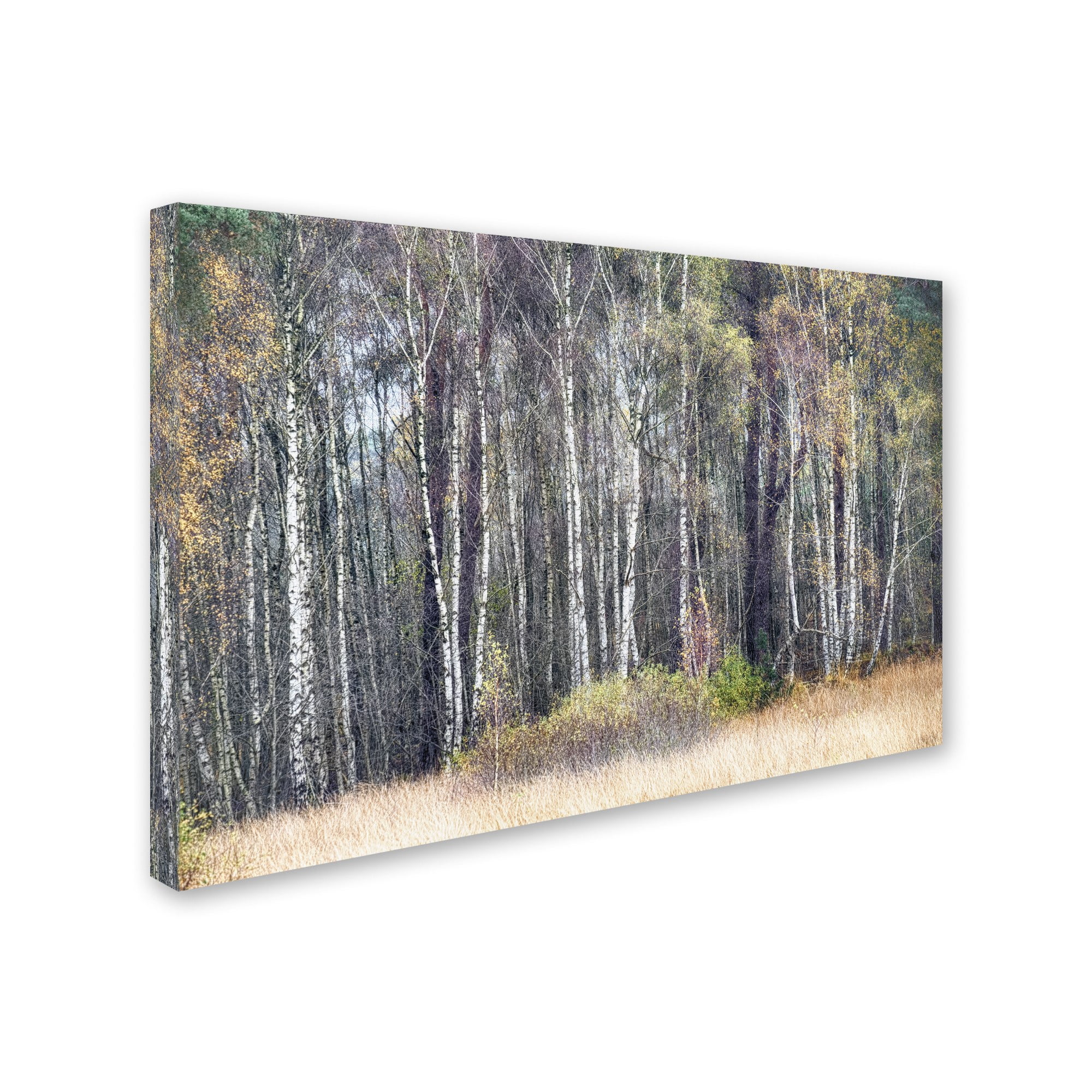 Trademark Fine Art 'Birches' Canvas Art by Cora Niele