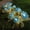 Blue, variant on Solar Powered LED Flower Lantern | 7 Head Peony Garden Light | Waterproof Outdoor Stake Light for Yards, and Patios | Decorative Landscape Lighting for Gardens and Terraces