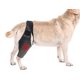 thumbnail image 2 of Rodillera para perros con Acl, dislocación de la rótula, la artritis mantiene la articulación caliente reduce el dolor y la inflamación, 2 of 5