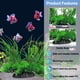 thumbnail image 3 of Decoración de acuario simulación de plantas acuáticas pecera paisajismo planta de simulación de plástico., 3 of 5