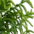 thumbnail image 5 of Nearly Natural 5ft. Artificial Norfolk Pine Tree, 5 of 8
