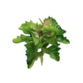 thumbnail image 4 of Ramo de follaje artificial de sedum de plástico con hojas grandes para decoración del hogar y bodas, 4 of 9