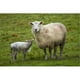 Posterazzi PDDAU02DWA7023 Moutons & Agneau Taieri Plaines Otago Nouvelle Zélande Affiche Imprimée par le Mur de David - 26 x 18 Po. – image 1 sur 1