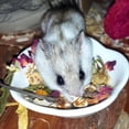 thumbnail image 6 of Exotic Nutrition Chinchilla Treat Sampler, 6 of 10