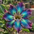 thumbnail image 2 of 10 Desert Rose Seeds-Low Maintenance-Ideal for Beds Borders, Plant Pots & Planters, 2 of 6