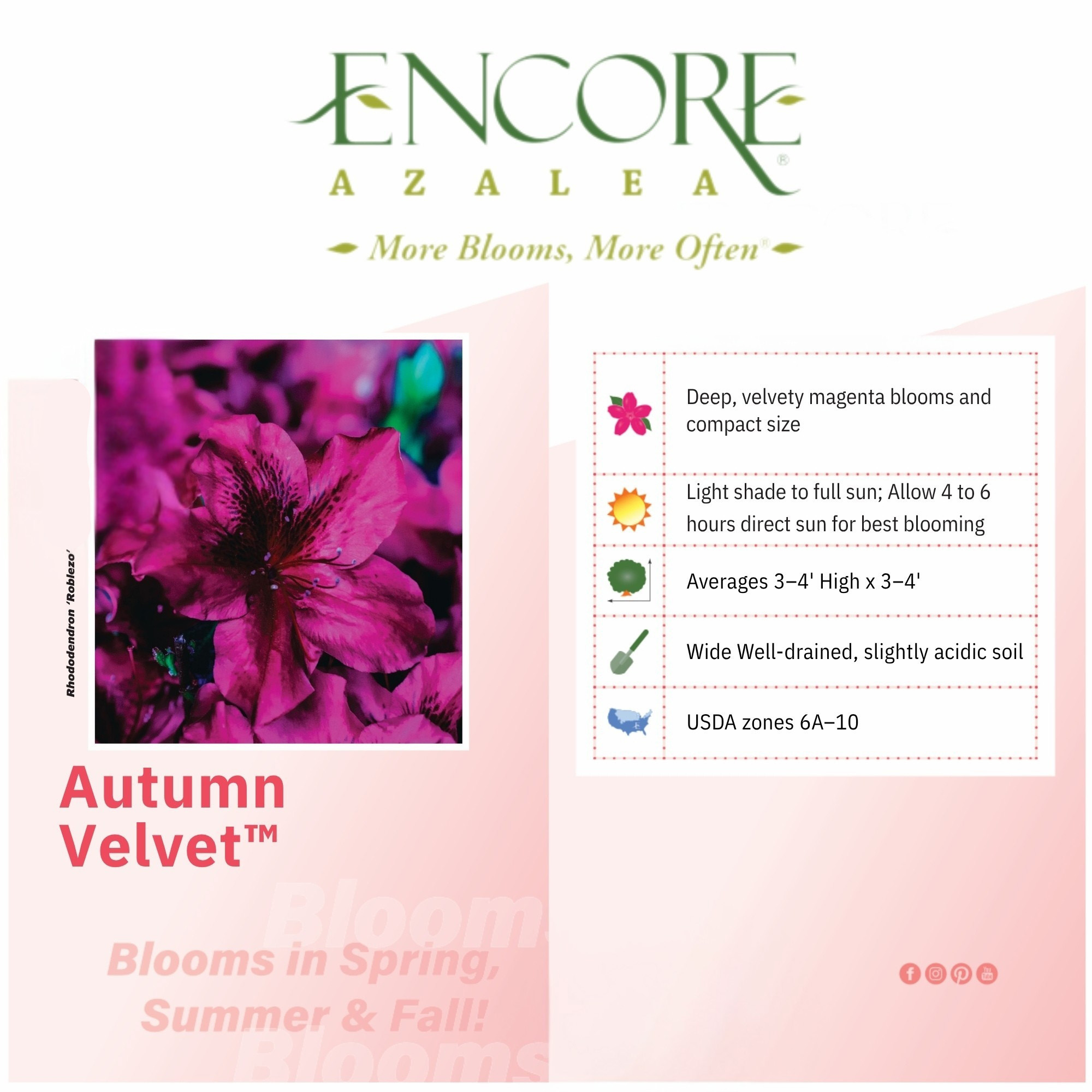 Encore Azalea Autumn Velvet Live Shrub in 1-Gallon Grower Pot