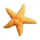 thumbnail image 1 of Refrigerator Magnet Animal Sea Star Fridge Sticker Wall Decals for Home (Orange), 1 of 3