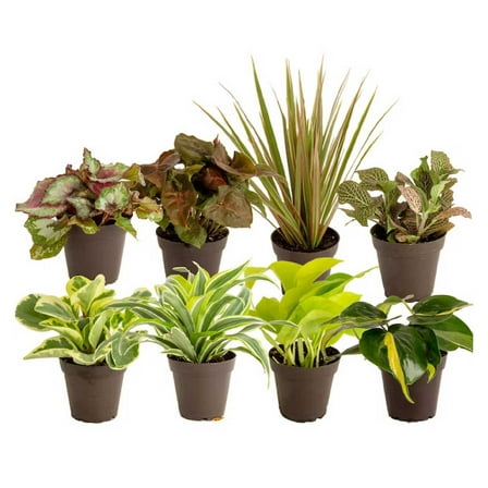 Costa Farms 8" Tall Exotic Angels Assorted Bright Indirect Sunlight, Indoor Live House Plants, 8-Pk