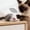 1, variant on 3 Pack Realistic Plush Mouse Cat Toys Small Portable Size for Carrying and Biting Self Play Chewing Set for Indoor Cats, 5 Inch