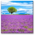 thumbnail image 1 of Cuadro Canva Listo Para Colgar Pixtreats Arbol En Campo De Lavanda 40X40 cm, 1 of 4