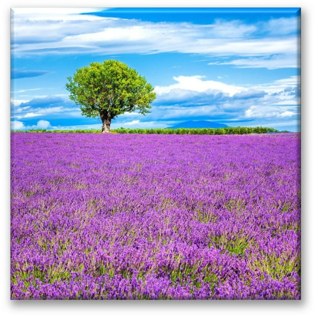 Cuadro Canva Listo Para Colgar Pixtreats Arbol En Campo De Lavanda 40X40 cm