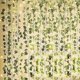 thumbnail image 1 of Paquete de 12 plantas artificiales de guirnalda de hiedra de 10m, guirnalda colgante de vid con 100 luces Led de cadena, 1 of 5