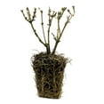 thumbnail image 4 of Van Zyverden Forsythia Magical Gold 4" Potted Rocketliners 1 Plant Yellow Full Sun Easy to Grow 2lb, 4 of 9