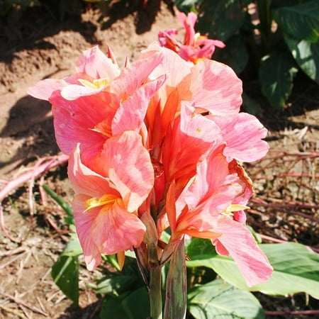 Los Angeles Semi Dwarf Canna Flower Bulbs – 3 Bulbs Per Pack – Perkeo Dwarf Canna – Attracts Butterflies and Hummingbirds – Grows Well In Patio Containers – Deer Resistant