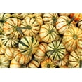 thumbnail image 2 of 15 Seeds CARNIVAL SQUASH Winter Cucurbita Pepo Vegetable Seeds, 2 of 11