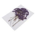 thumbnail image 3 of GUOOL Natural Dried Real Babysbreath Flower Set Assorted Colorful For Art Glass Crafts, 3 of 9