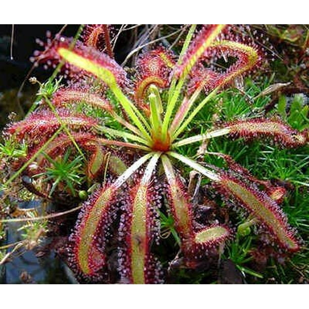 Cape Sundew Plant Drosera capensis Carnivorous Gift