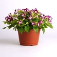 thumbnail image 2 of Torenia Fournieri Burgundy Wishbone Flower Seeds - 100 Seeds, 2 of 3