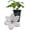 1 Plant, variant on Clematis John Paul II - Live Starter Plant in a 2 Inch Growers Pot - Starter Plants Ready for The Garden - Beautiful White and Pink Flowering Vine