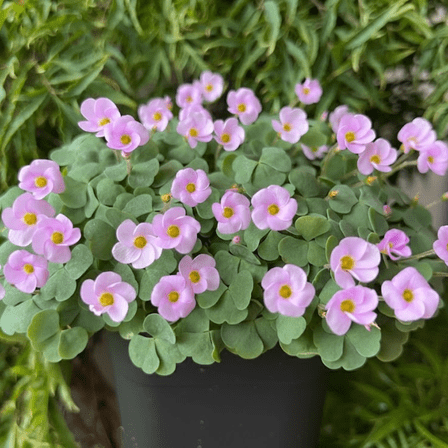 Light Purple Oxalis Flower Plant 4-5'' Tall, Oxalis Plant, Live Flowers Plants, Perennial Flower Plants for Indoor and Outdoor Garden