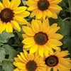 Proven Winners, Outdoor, Live Plants, Yellow, Sunflower, 2.72QT, Each