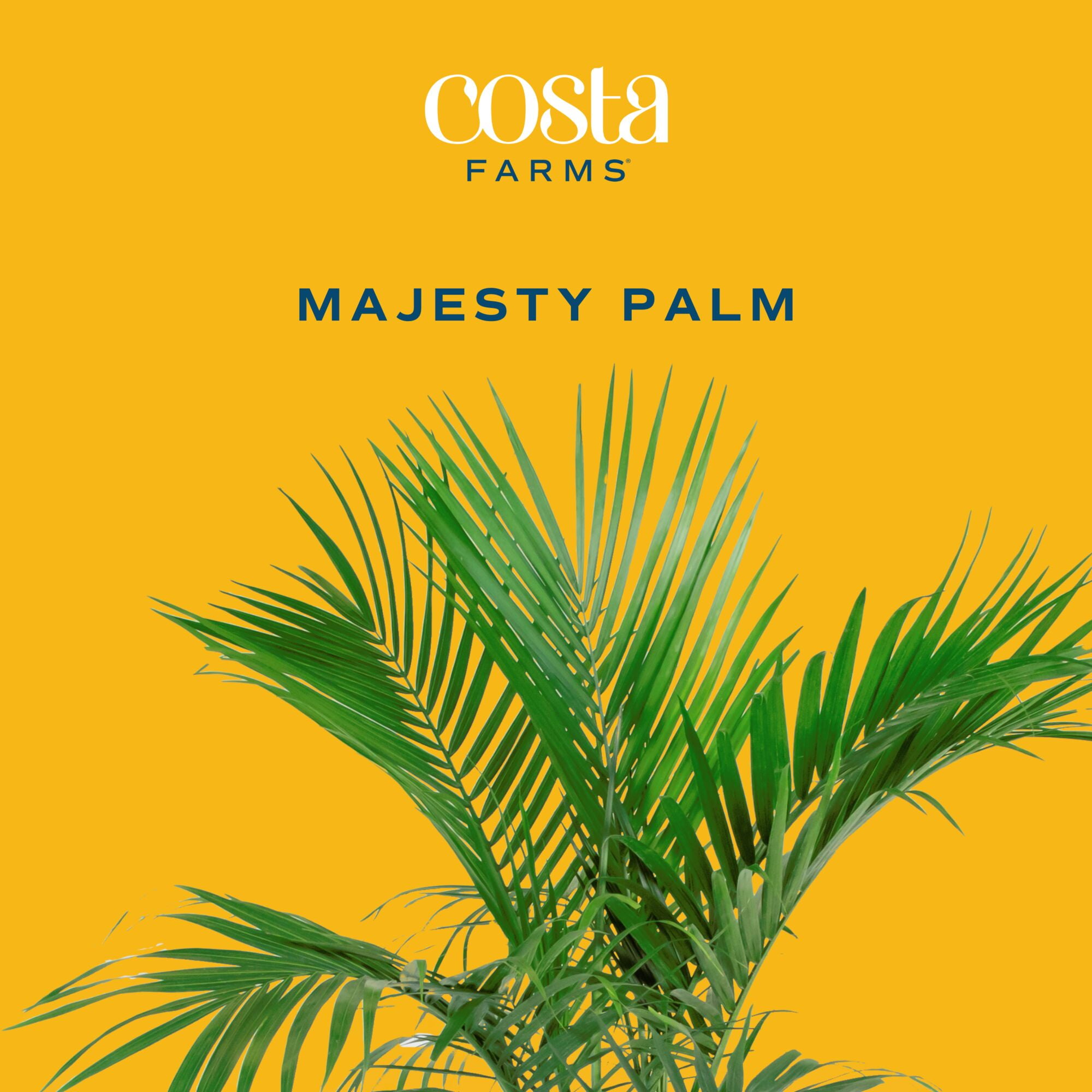 Costa Farms 32" Tall Majesty Palm, Bright Indirect Sunlight, Indoor Live House Plants in 9.84" Basket