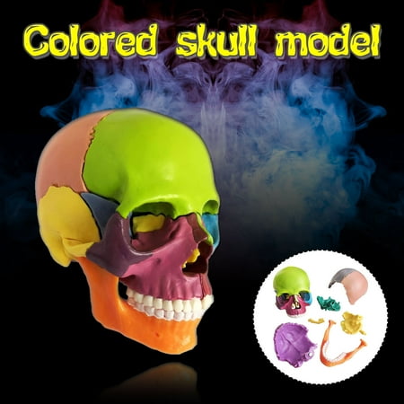 

Christmas Saving Clearance! Sruiluo 15 Parts Assembled Skull Model Color Model Can Be Disassembled Skull Model Christmas Gifts