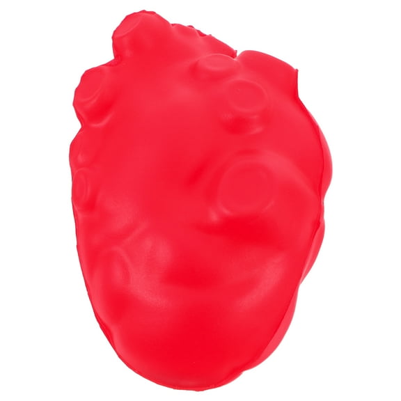 Hemoton  Human Organ Model Anatomical Heart Anatomy Teaching