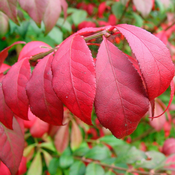 2 Dwarf Burning Live Plant in Pot, Dwarf Burning Bush Live 4 Inch, Outdoor Garden