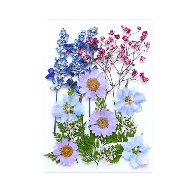 Flores prensadas secas, juego de flores de , hermosa artesanía, fabricación de velas, Material de fabricación DIY para pantallas de , Mezcla violeta