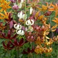 thumbnail image 2 of Martagon Hybrid Lily Mix Flower Bulbs - 3 Bulbs per Pack - Good as Cut Flowers - Naturalizing - Perennializing - Easy to Grow Live Plants - Outdoor Garden, 2 of 5