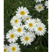 2.5qt Leucanthemum