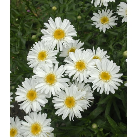 2.5qt Leucanthemum