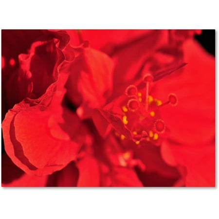 UPC 886511254282 product image for Trademark Fine Art  Red Red Hibiscus  Canvas Wall Art by Kurt Shaffer | upcitemdb.com