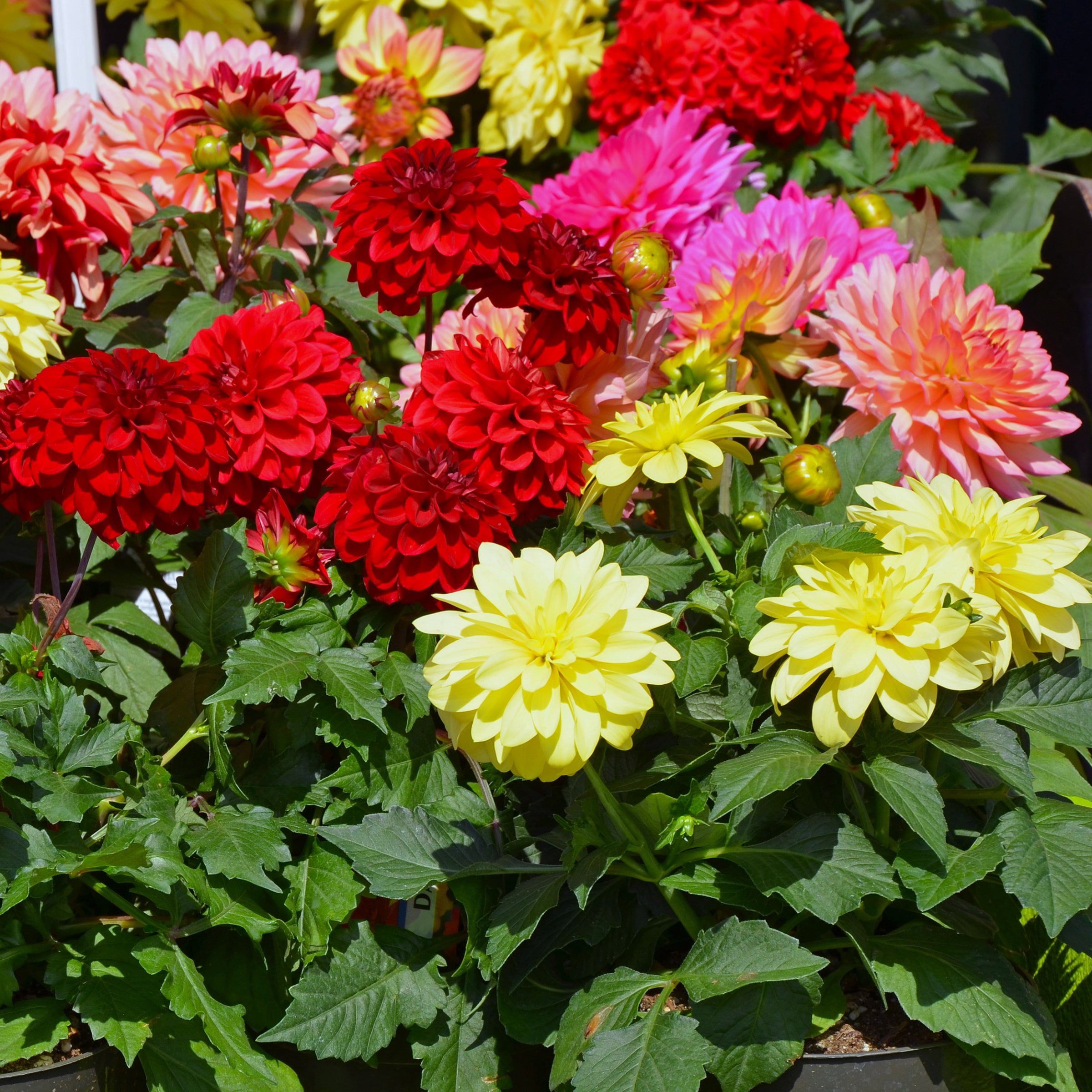 National Plant Network Dahlia Dinner Plate Mixed Bulbs (5-Pack)