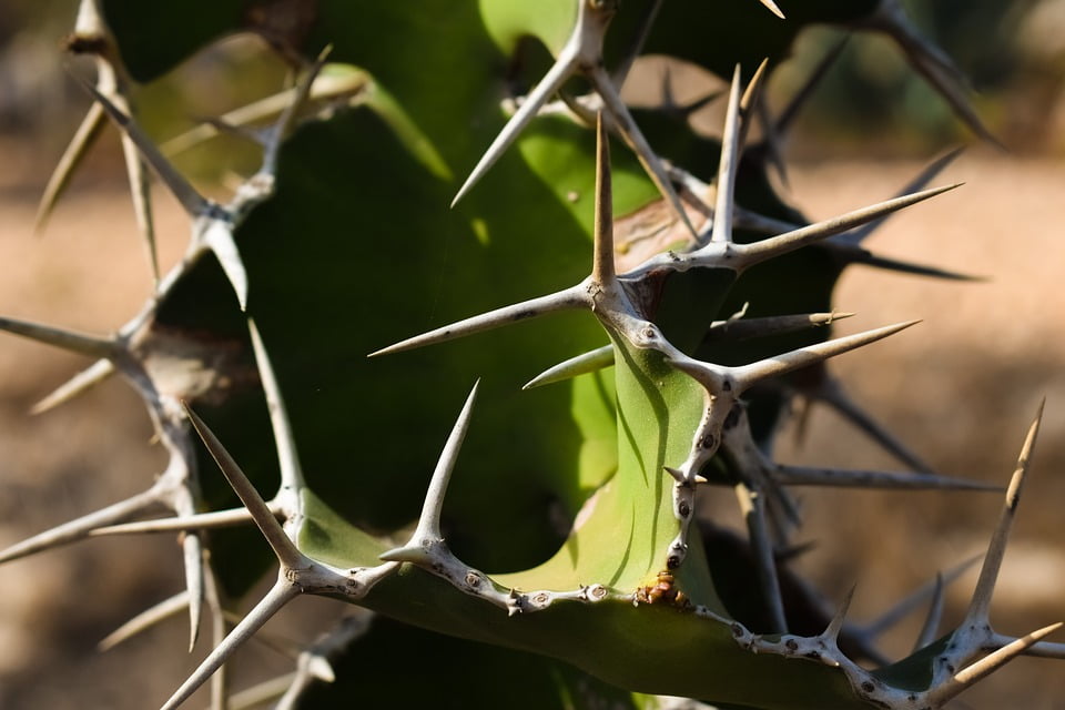 Sharp Thorny Plant Thorns Summer Cactus Nature20 Inch By 30 Inch