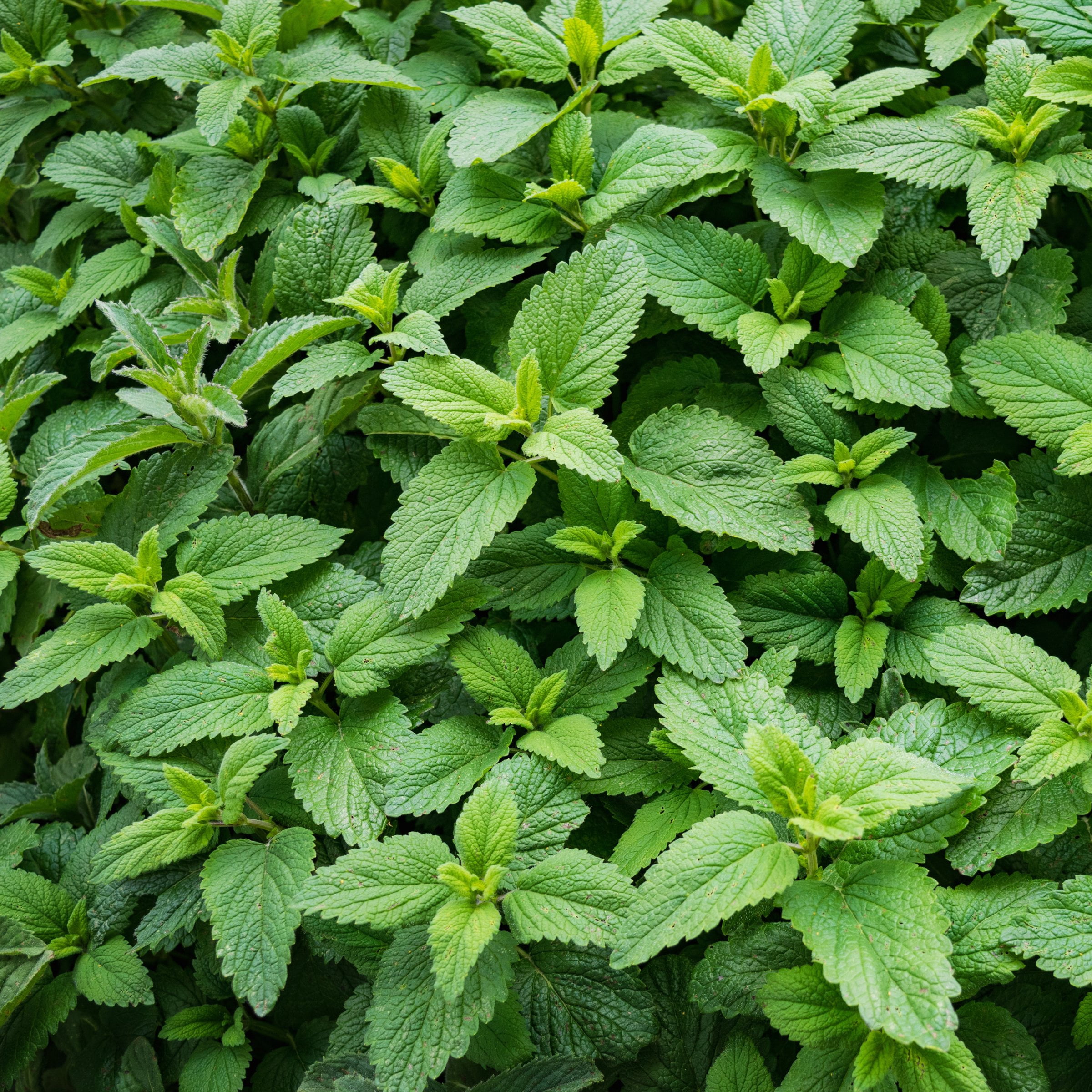 Live Perennial 4" Herb 'Spearmint' (3-Pack) with Full Sunlight
