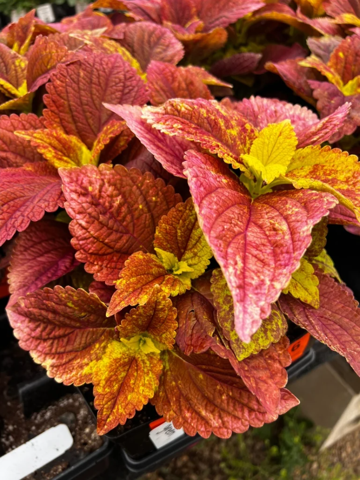 Pack of 3 Alabama Sunset Coleus Live Starter Plant for Planting, Rare Fast Growing Plants, Multicolored Bloom, 4-8 Inch Tall, No Ship Pot