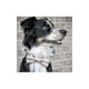 thumbnail image 2 of Dog Collar with Detachable Bow Tie, Trendy Pattern Dog Training Collar, Cotton Dog Adjustable Collar with Breathable Bow Tie Collar for Small Medium L, 2 of 5