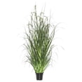 thumbnail image 1 of 24 Po. Herbe à Moutons en Pot, Vert, 1 of 1