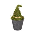 thumbnail image 2 of Mskk Miniature Artificial Witch Hat Plant Halloween Decoration - Vintage Potted Plant Accessory Desktop Resin Ornament for Halloween Party Decor, 2 of 9