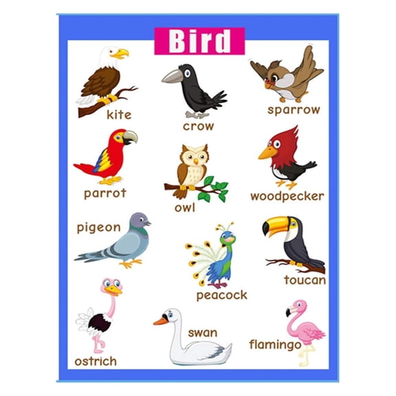 Colorful Bird Wall Poster for Classroom - Animals Chart with Vibrant Illustrations, Preschool & Kindergarten Learning Decor
