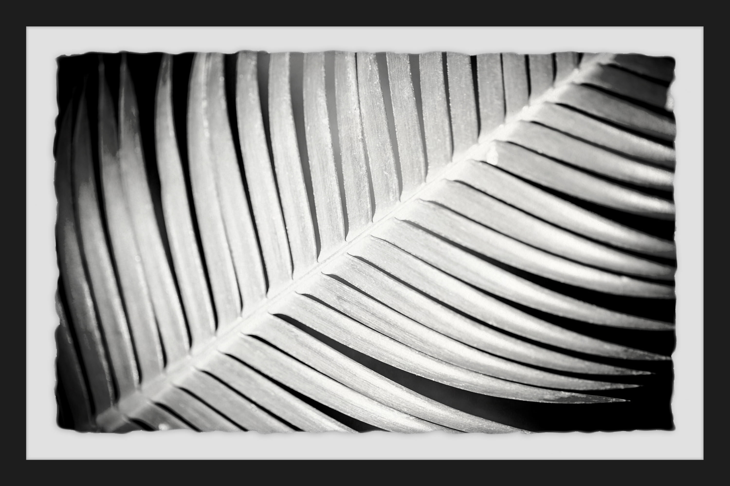 Palm Frond II Framed Painting Print