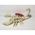 thumbnail image 2 of 7.5 Inch Happy Halloween Crazy Bones Scorpion Skeleton Prop with Poseable Tail, 2 of 2