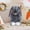 Dark Gray, variant on XGFHYJEH Easter Bunny Stuffed Animals, Stuffed Animals under $5, Stuffed Animals & Plush Toys, Stuffed Animals for Girls Boys, Small Stuffed Animals, Easter Bunny Plush Doll