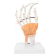 thumbnail image 4 of Modèle de Squelette de Main, Modèle de Squelette de Main Humaine avec Modèle de Joint de Main de Base, pour l'Éducation des Patients de Décor de Bureau de Médecins, 4 of 8