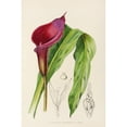 thumbnail image 2 of Illtyd Buller Pole-Evans 17x24 Black Ornate Framed Double Matted Museum Art Print Titled: Richardia Rehmanni (1921), 2 of 5